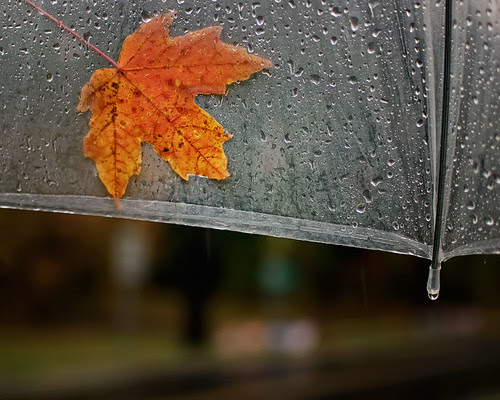 285/365:The Quintessential Fall