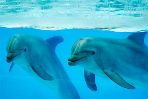 ethics  research  captive dolphins jstor daily