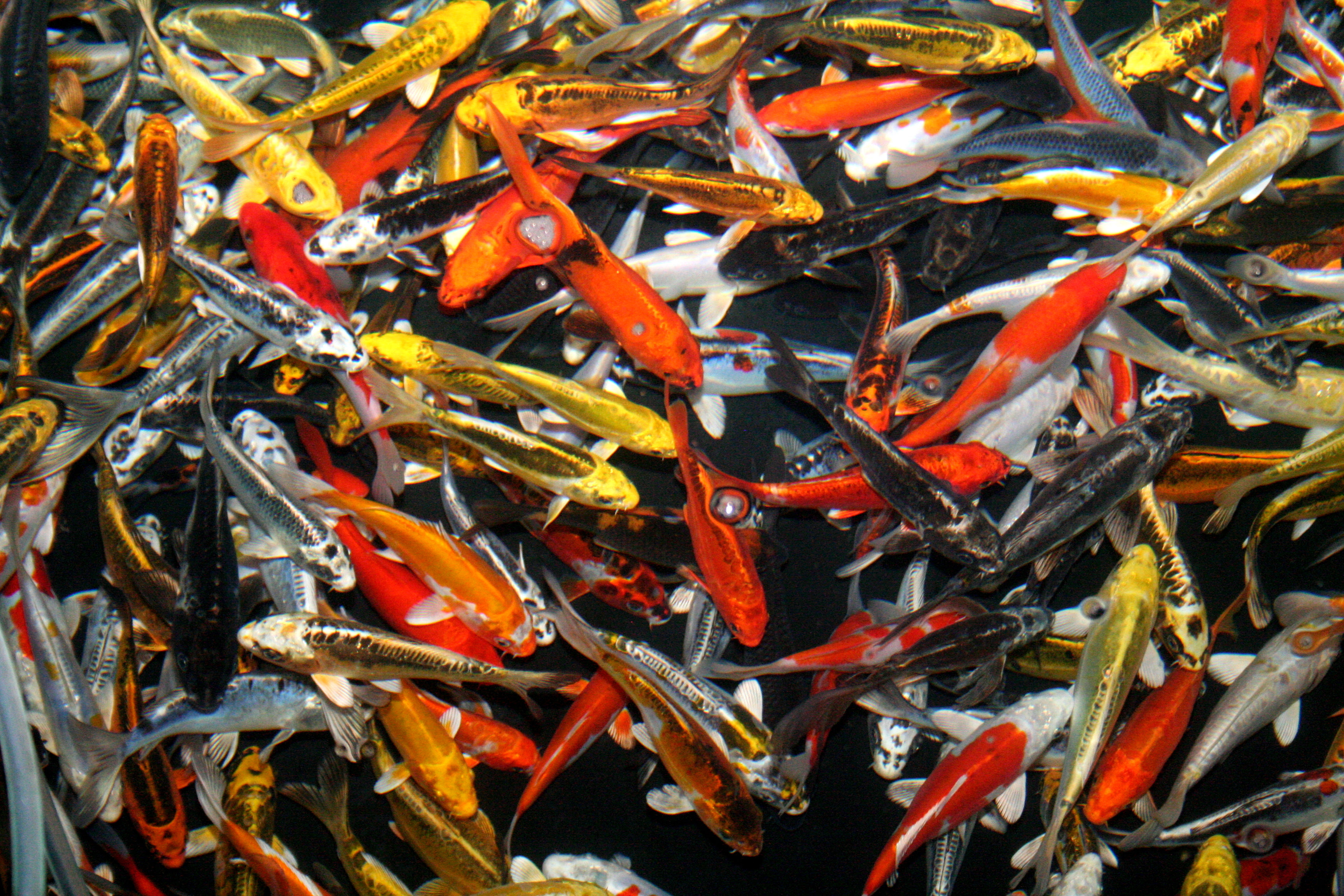 Hanover Koi Farms
