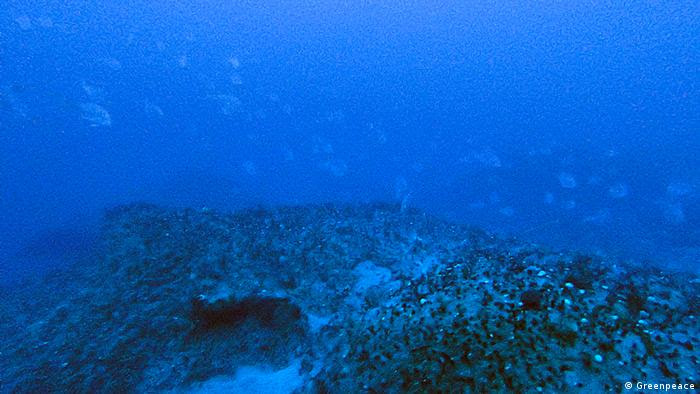 Os corais da AmazÃ´nia cobrem uma Ã¡rea de cerca de 56 mil quilÃ´metros quadrados, maior que o estado do Rio de Janeiro