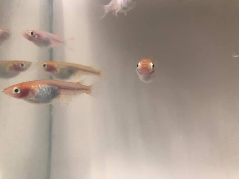 メダカの赤ちゃん 前橋市のサービス付き高齢者向け住宅 安心館さくら