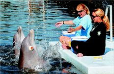 Τα δύο δελφίνια,  ο Τάνερ, µε τα µάτια καλυµµένα, και ο Κίµπι, ακολουθούν τις οδηγίες των εκπαιδευτών τους  