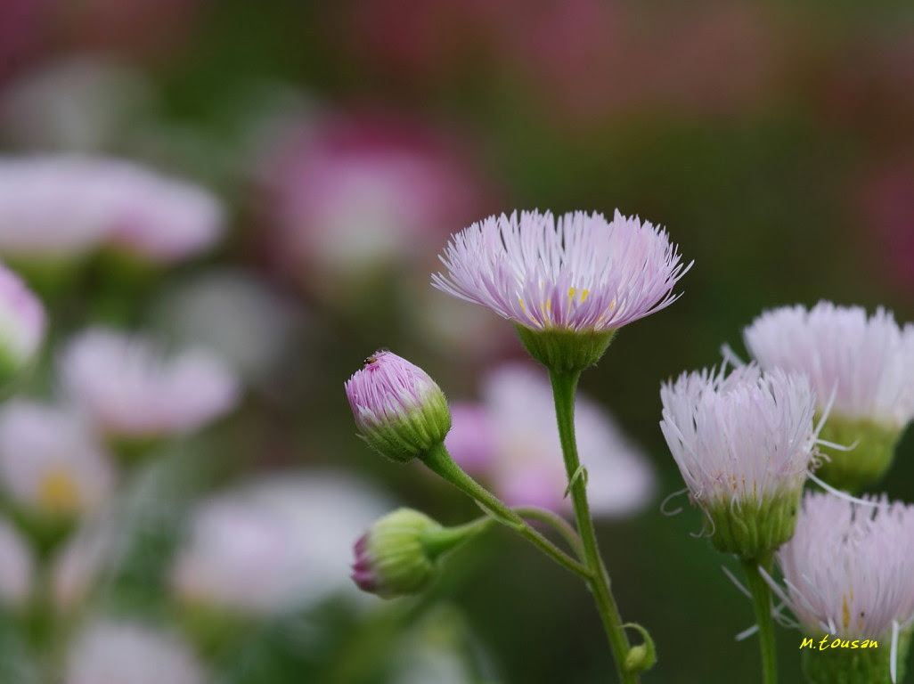 写真 De デスクトップ壁紙 花