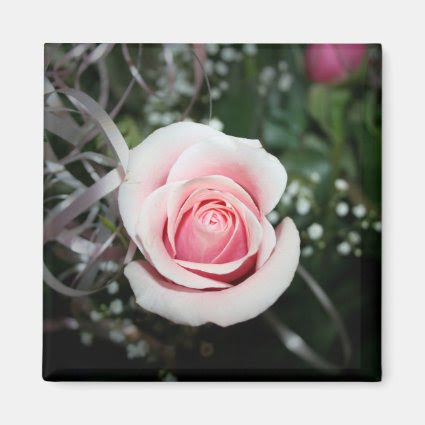 pink rose with ribbon close up flower refrigerator magnets