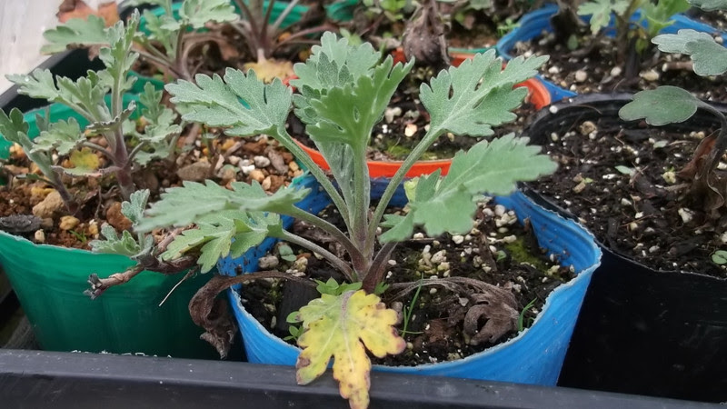 菊の挿し木 田舎情報