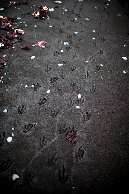 Description of . In this Jan. 26, 2015 photo, penguin footprints cover the beach in Punta Hanna on Livingston Island, part of the South Shetland Islands archipelago in Antarctica. Earth's past, present and future come together here on the northern peninsula of Antarctica, the wildest, most desolate and mysterious of its continents. (AP Photo/Natacha Pisarenko)