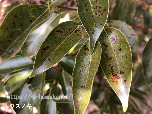 クスノキの葉に茶色い斑点が 何の病気 自然植物図鑑