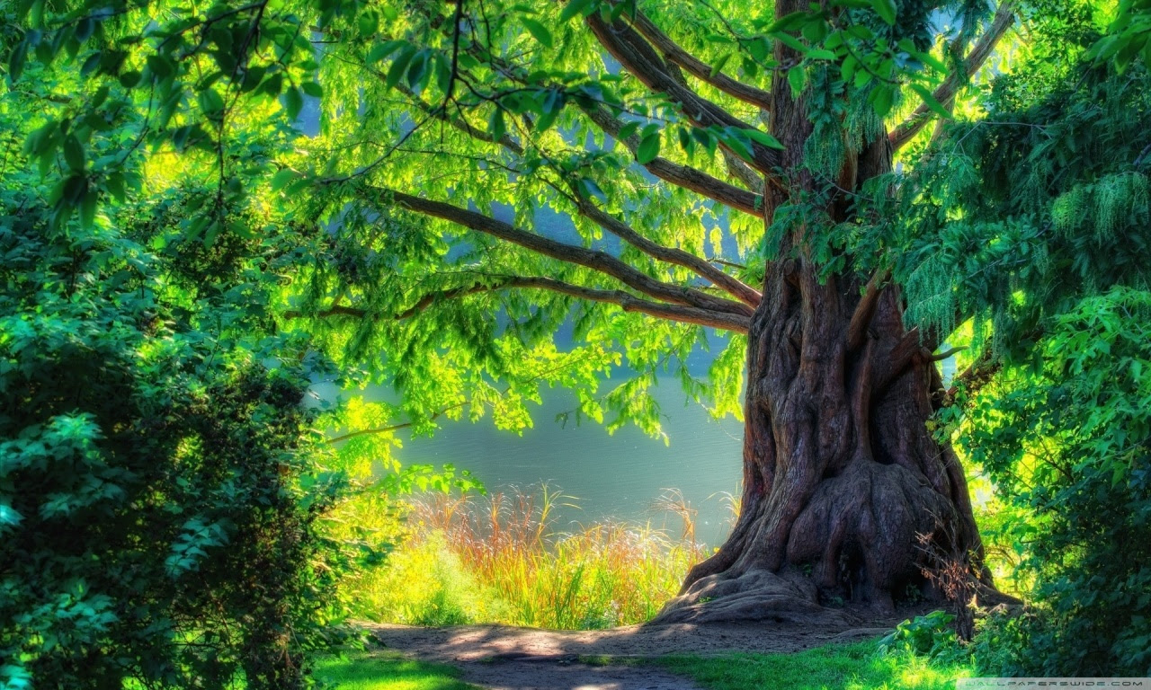 Beautiful Tree ❤ 4K HD Desktop Wallpaper for 4K Ultra HD TV