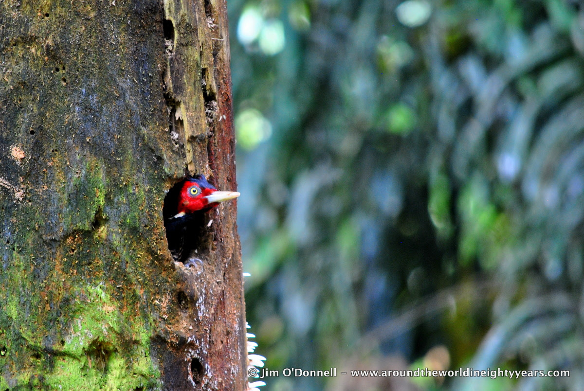 DSC 0347 A Taste of Costa Rican Wildlife from La Selva Biological Station