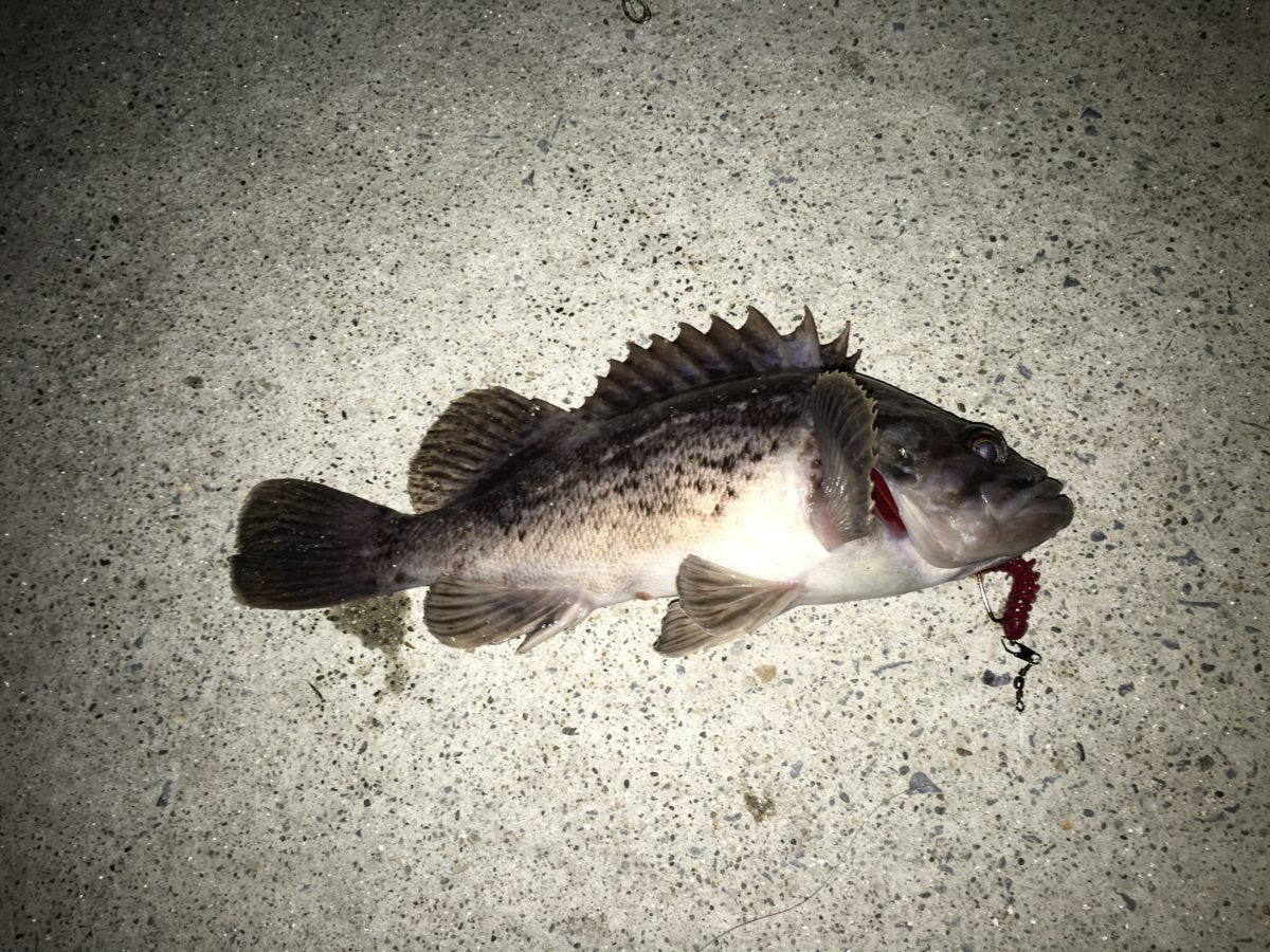 アナゴ 牡鹿半島釣りっこ倶楽部