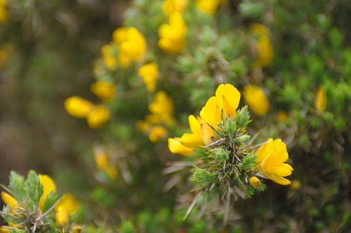 Gorse Bushes, Antrim Coast