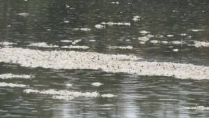 Gran mortandad de peces en el espacio protegido Estero de Domingo Rubio