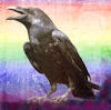 crow med