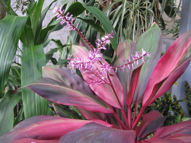 コルジリネ コルディリネ 新葉が美しい 観葉植物 月に昇るその日まで