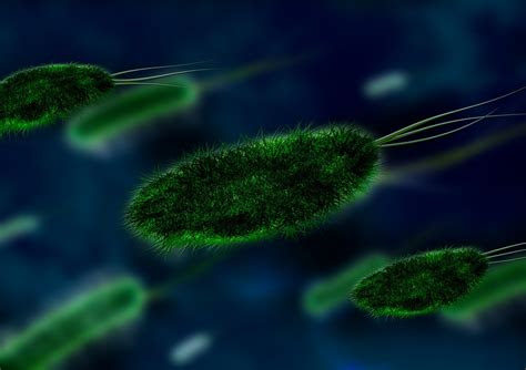 bacteria bacterial species  image  pixabay