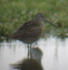 Short-billed Dowitcher