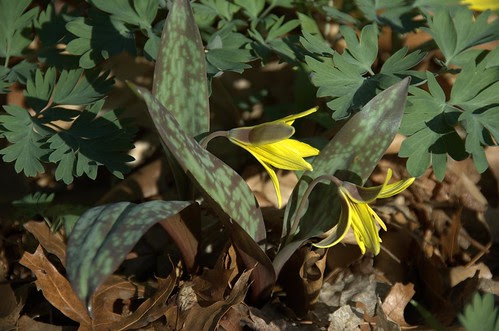 Erythronium americanum, Trout-Lily, Native Flora Garden, BBG