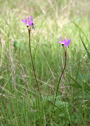 Dodecatheon jefferyi