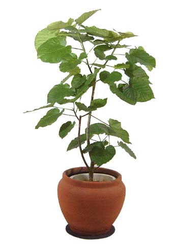2 ページ目 観葉植物のフィカス ウンベラータの育て方 花言葉 風水について