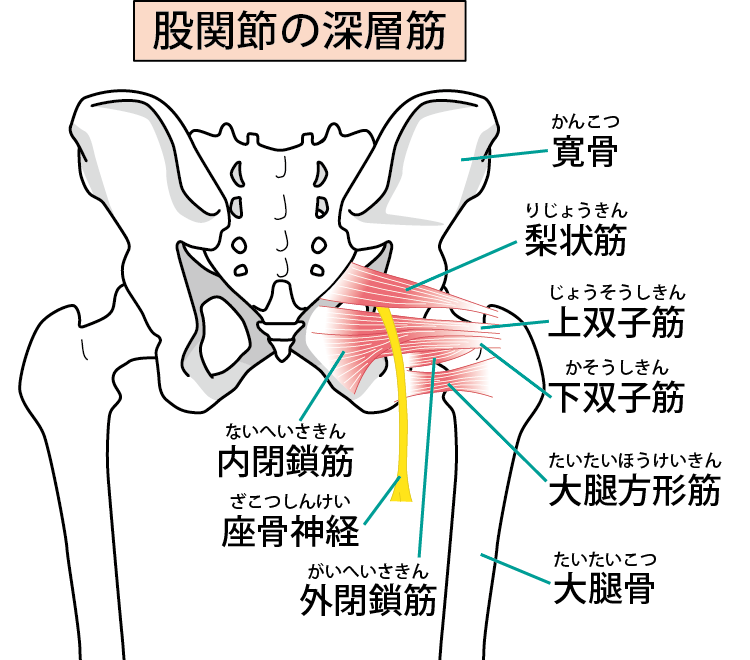 駒込 巣鴨で股関節痛 変形性股関節症でお悩みの方必見