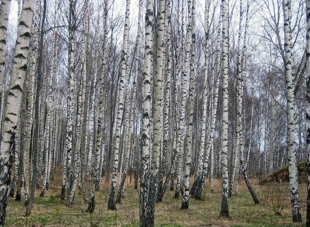 White Birch Forest