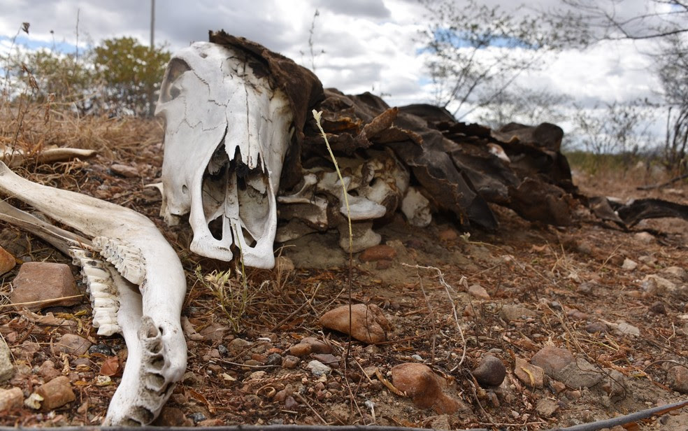 Com a seca prolongada, animais mortos às margens das rodovias que cortam o estado compõem cenário desolador (Foto: Anderson Barbosa e Fred Carvalho/G1)