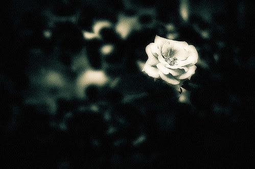 フリー写真素材 花 植物 薔薇 バラ モノクロ写真 画像素材なら 無料 フリー写真素材のフリーフォト