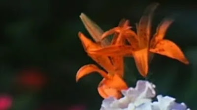 123Movies Watch Fleurs (1979) Free Streaming Film