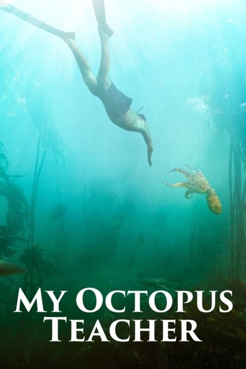 Assistir My Octopus Teacher 2020 Filme Completo Legendado Dublado Em
Português Gratis Blueray