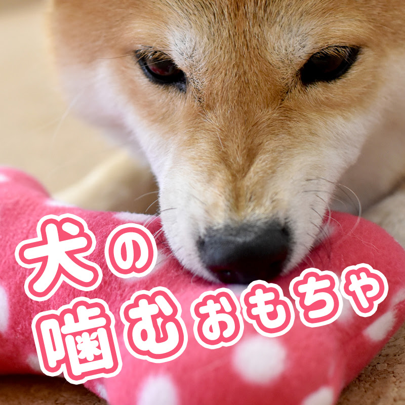 犬がケージを噛むのは何故 理由や対策について
