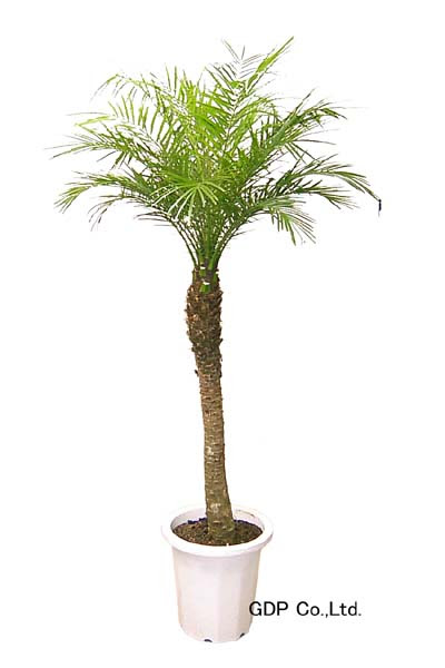 フェニックス ロベレニーｓ 観葉植物