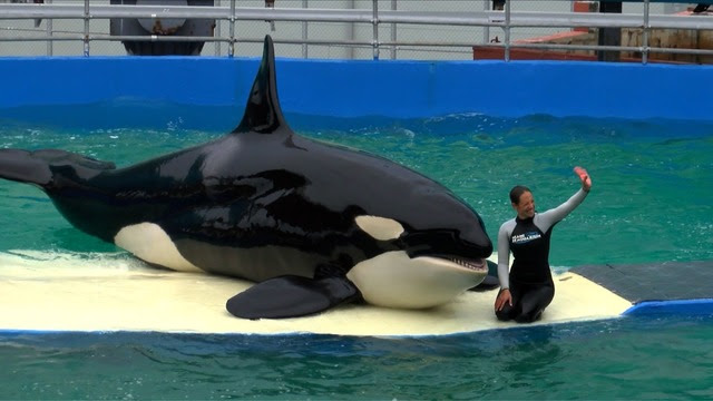 画像 シャチってこうして見るとめっちゃ怖いよな 改めて恐ろしいと思わせる画像 動画 生物ちゃんねる
