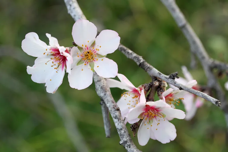 アーモンド 4月1日の誕生花 通販 愛香園 家庭菜園 造園 観葉植物の通販 造園 樹木 植物のスペシャリスト集団