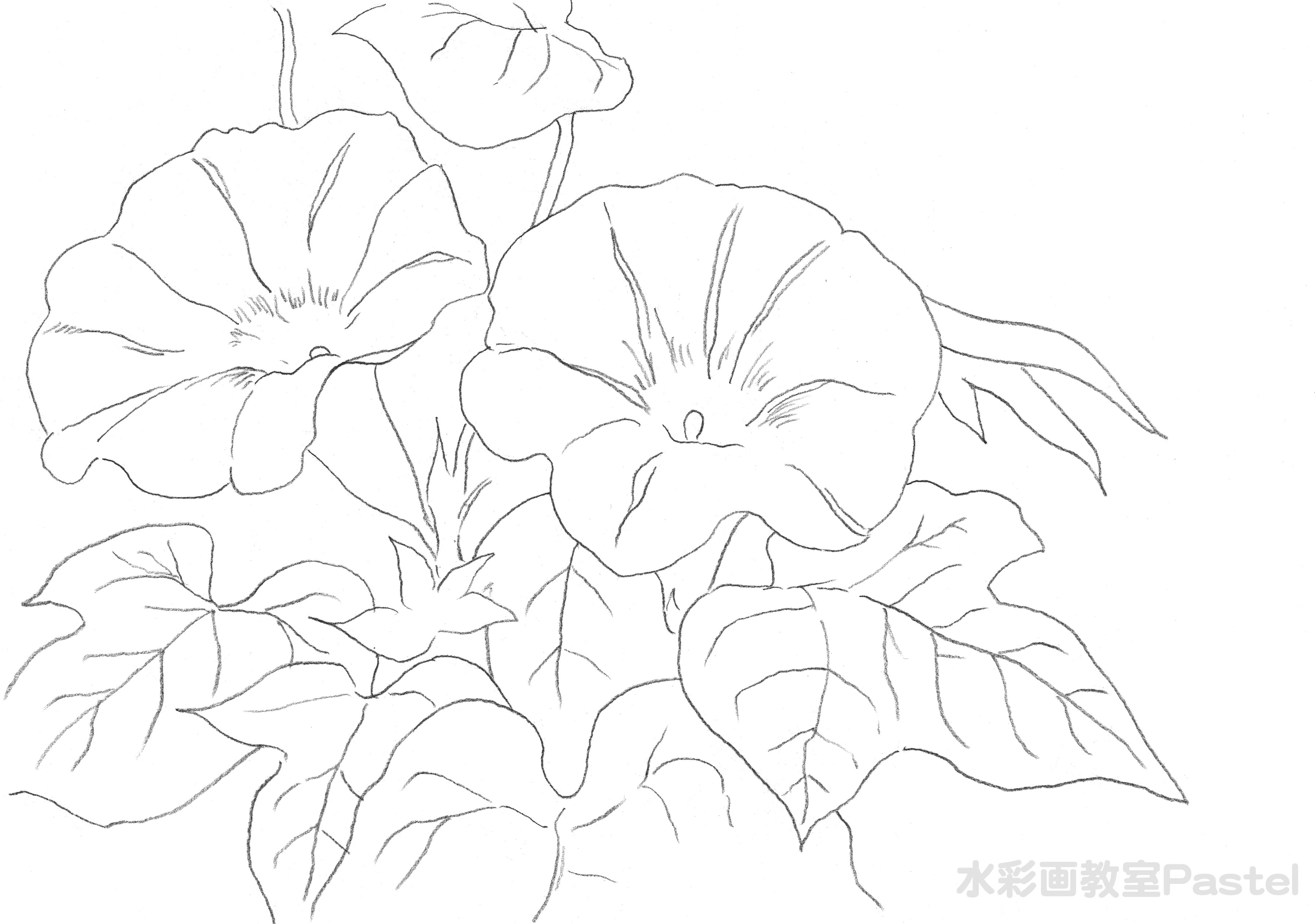 水彩画ぬり絵通販 塗り絵 無料ダウンロード 大人向き 子ども向き