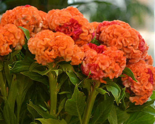 秋の花色の不思議 青山花茂blog