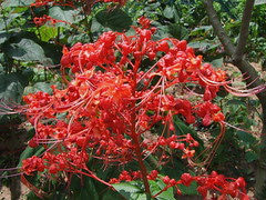 Bunga Pagoda -  Clerodendrum japonicum