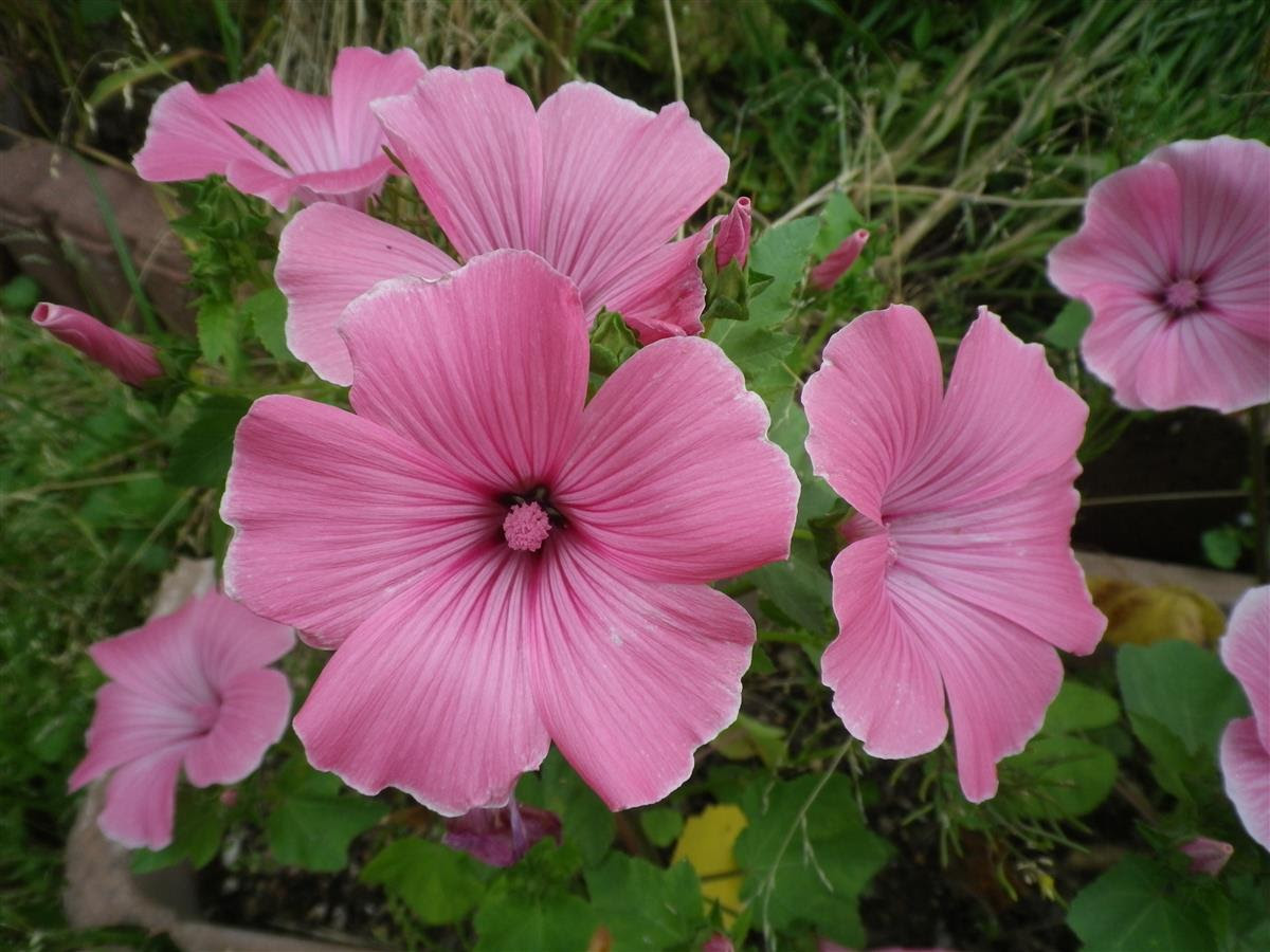 四季の花と野菜作り ゴーヤとカボチャの植え付け