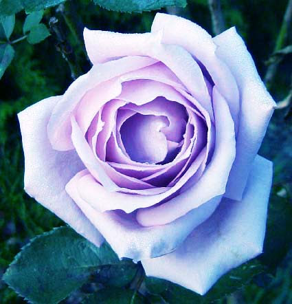 ちょっと 写真を撮りに バラの花特集