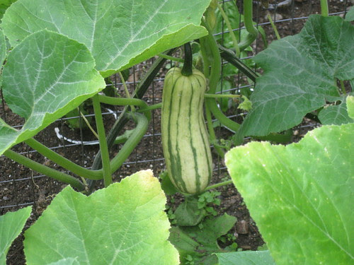 Heirloom Squash Delicata