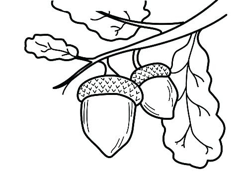 The Best Free Acorn Drawing Images Download From 197 Free