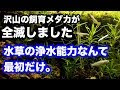 【人気ダウンロード！】 メダカ 濾過なし 747176-メダカ 屋外 濾過なし