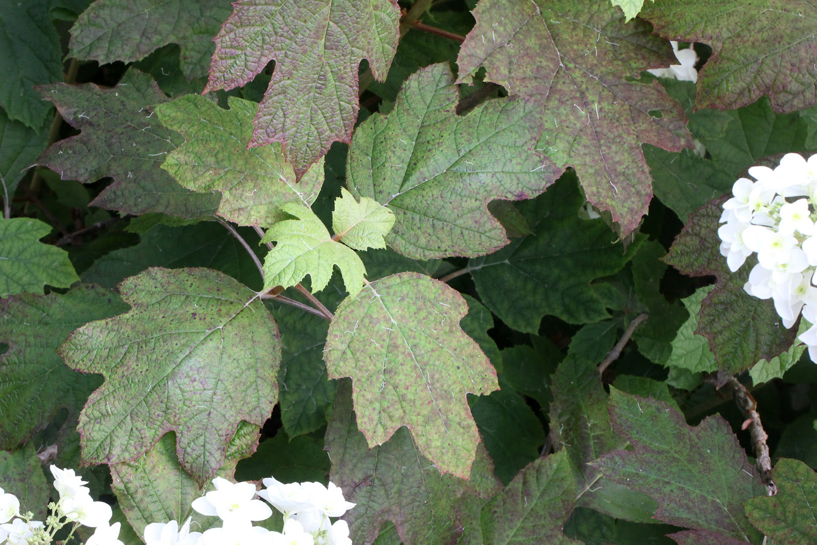 お花の写真集 カシワバアジサイ 柏葉紫陽花