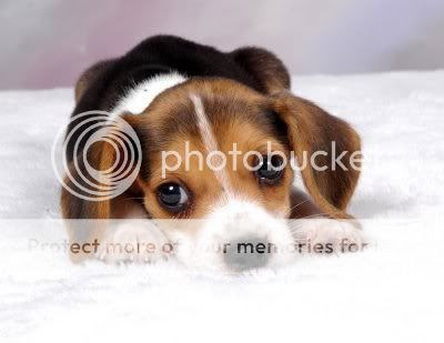 Cutest Dog In The World