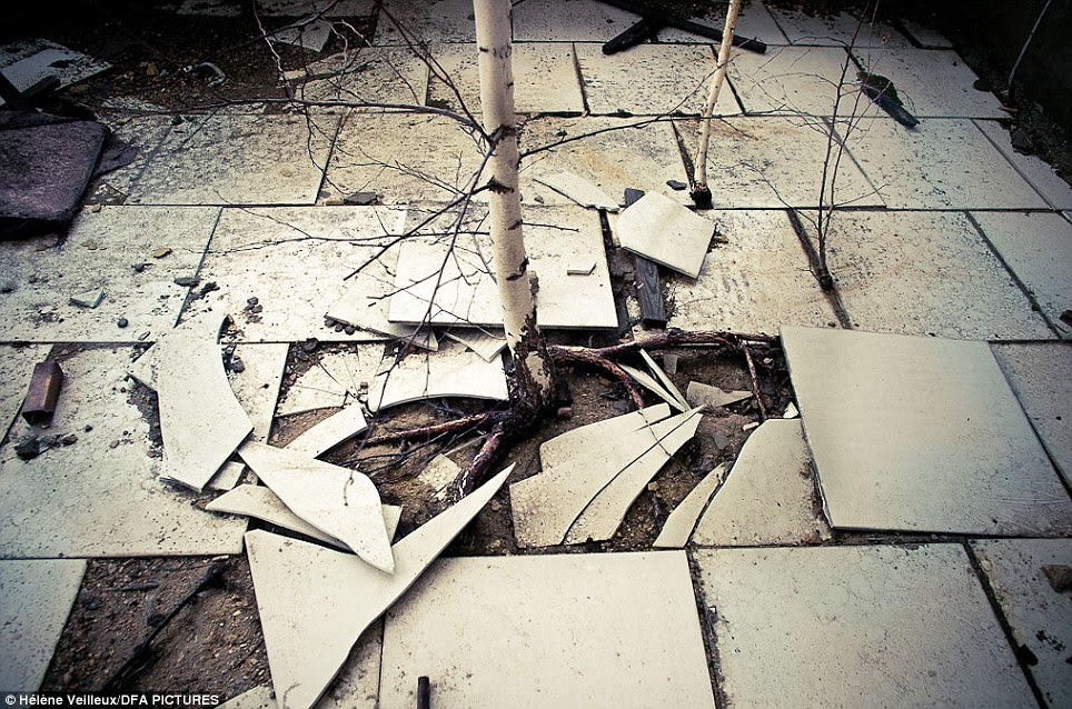 Trees sprout between paving slabs as nature gradually regains the upper hand over the exclusion zone - experts estimate it will not be habitable for another 20,000 years