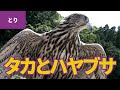 [最も共有された！ √] はやぶさ 鳥 イラスト 991507-はやぶさ 鳥 イラスト