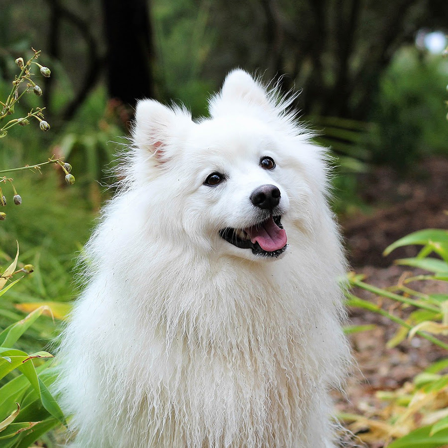 犬が音を聞いて首をかしげる理由を解説 どんな音に反応する 病気の可能性はある