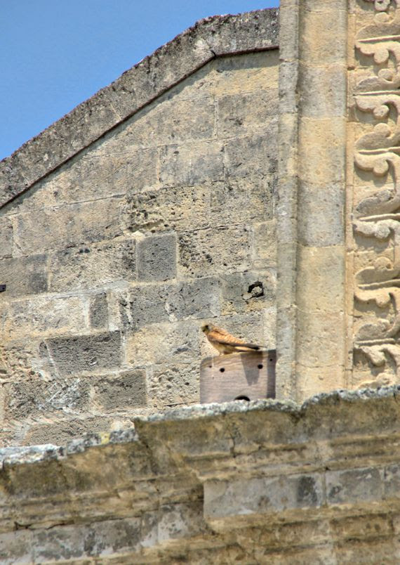 FALCHETTO