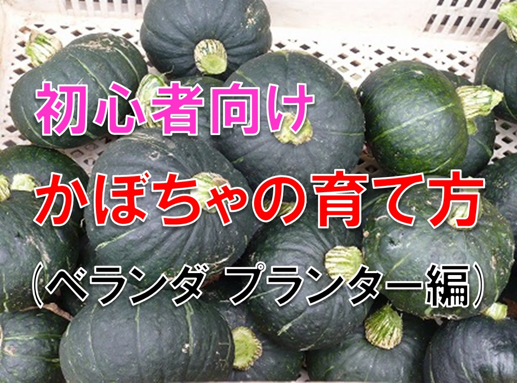 初心者 簡単なカボチャの育て方 ベランダ プランター編 知っトク ナビたん