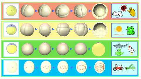 高校生物 発生