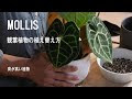 画像をダウンロード 観葉植物　植え替え 127849-観葉植物 植え替え